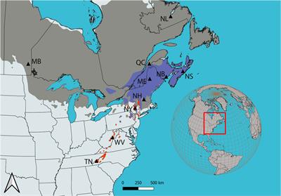 Postglacial phylogeography, admixture, and evolution of red spruce (Picea rubens Sarg.) in Eastern North America